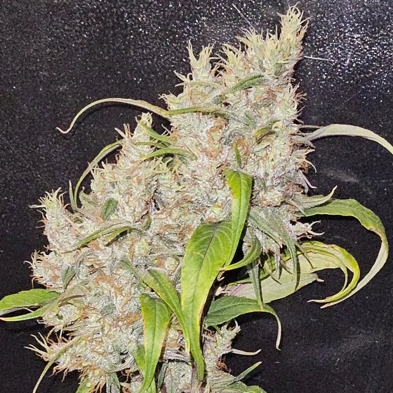 Sour curry ad© mutant reg terpyz genetics cannabis seeds