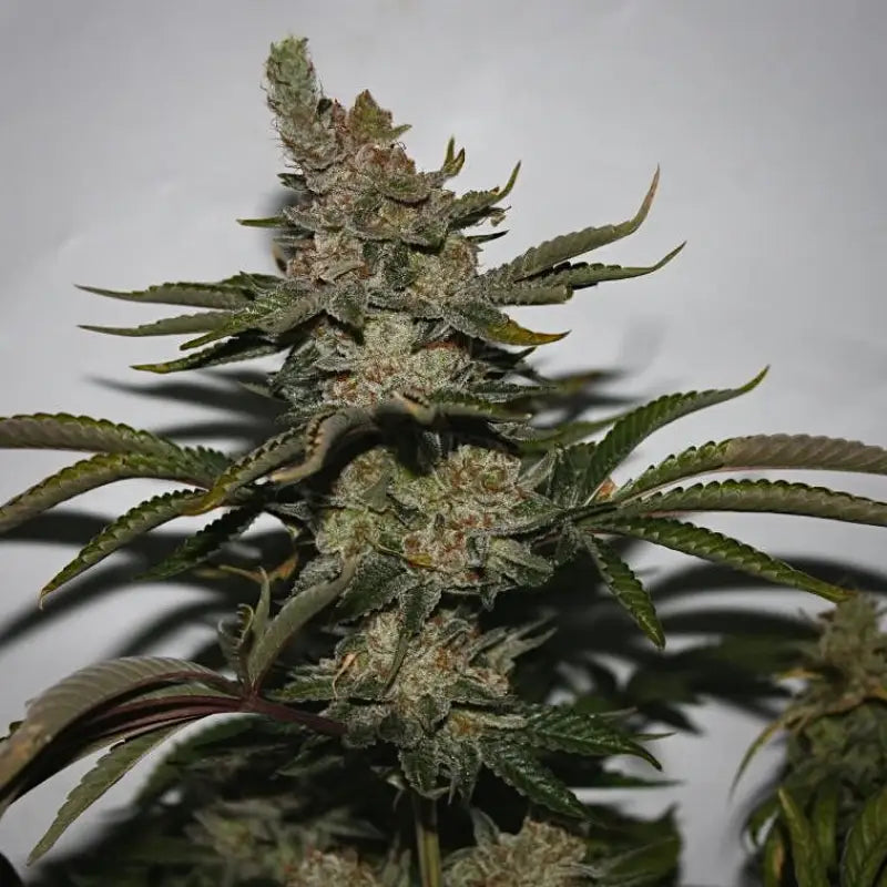 Sour vanilla candy© fem terpyz feminized cannabis seeds