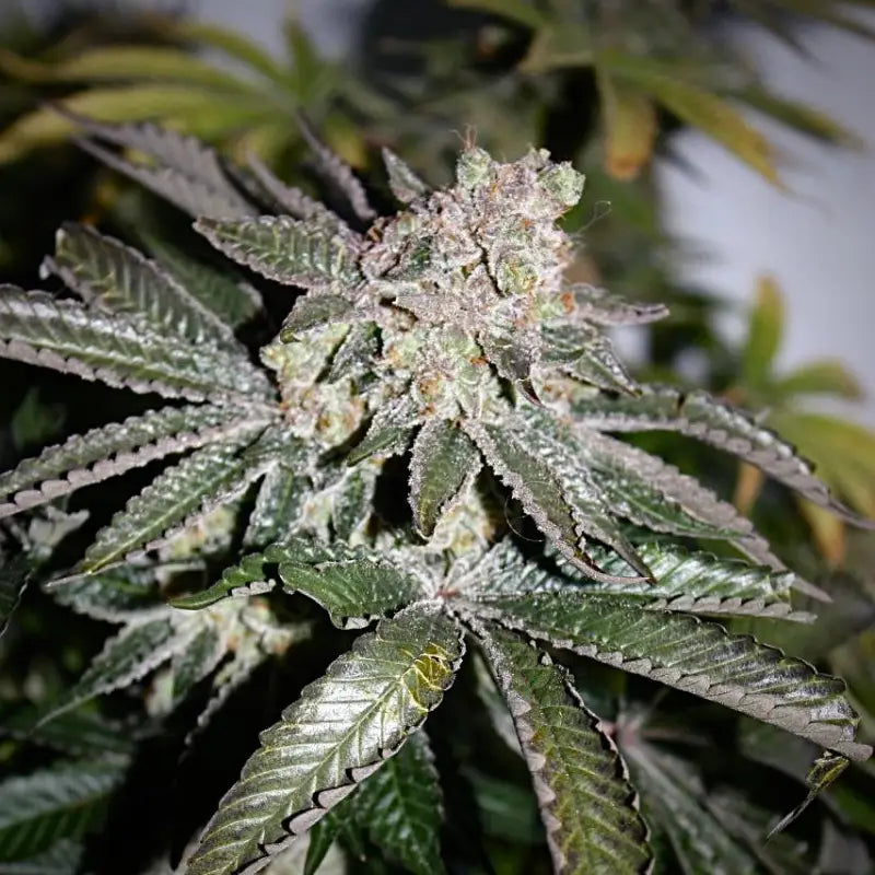 Sour vanilla candy© fem terpyz feminized cannabis seeds