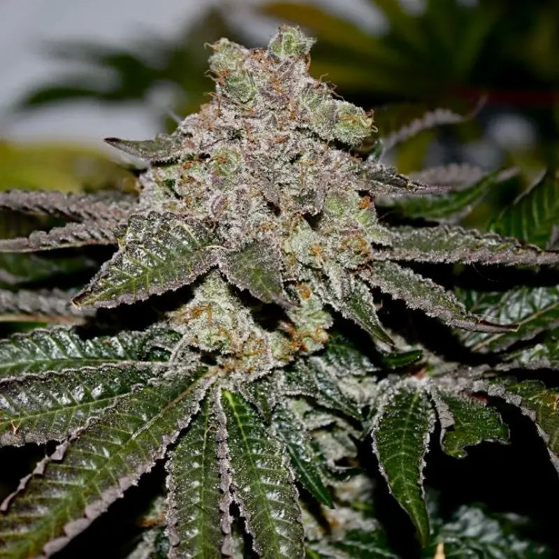 Sour vanilla candy© fem terpyz feminized cannabis seeds