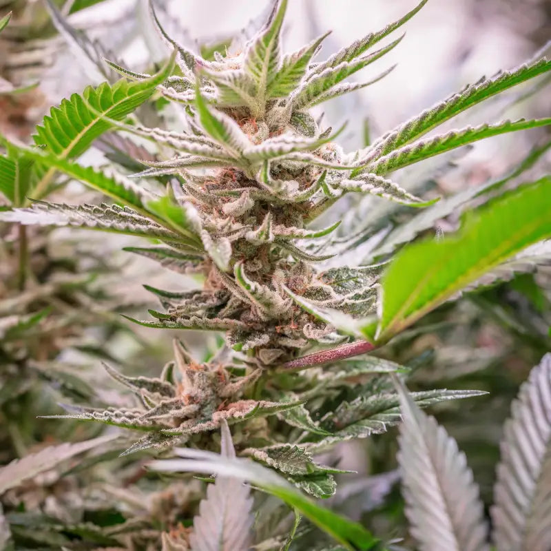 Sour vanilla candy© fem terpyz feminized cannabis seeds