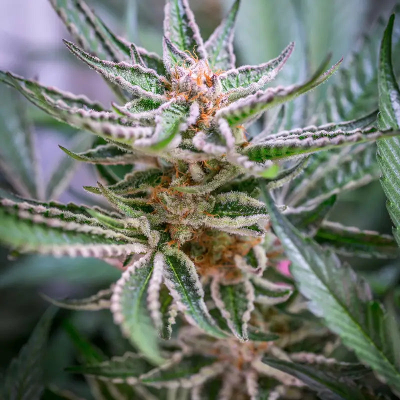 Sour vanilla candy© fem terpyz feminized cannabis seeds