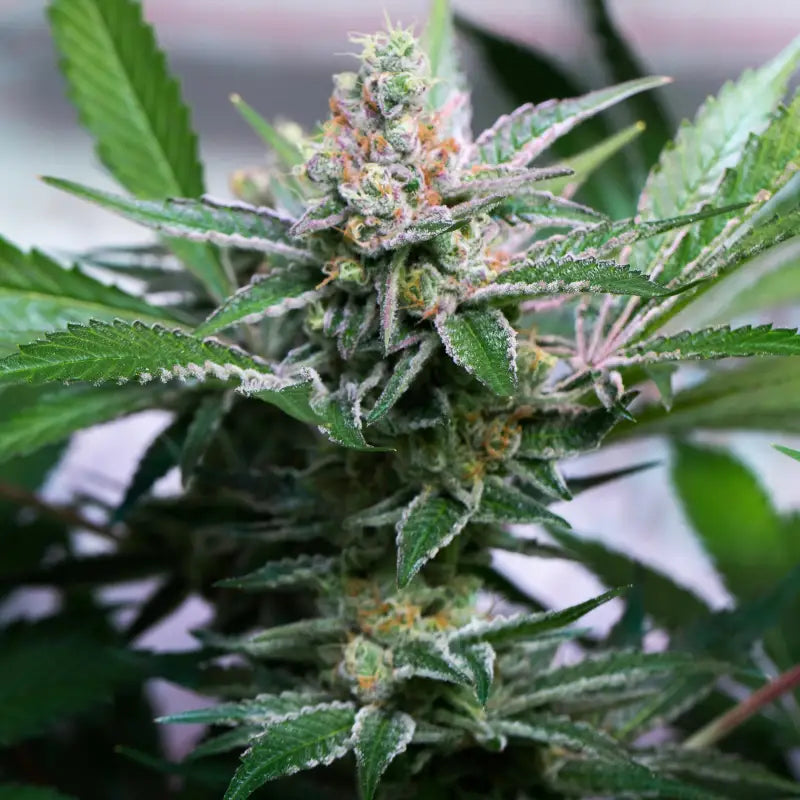 Sour vanilla candy© fem terpyz feminized cannabis seeds