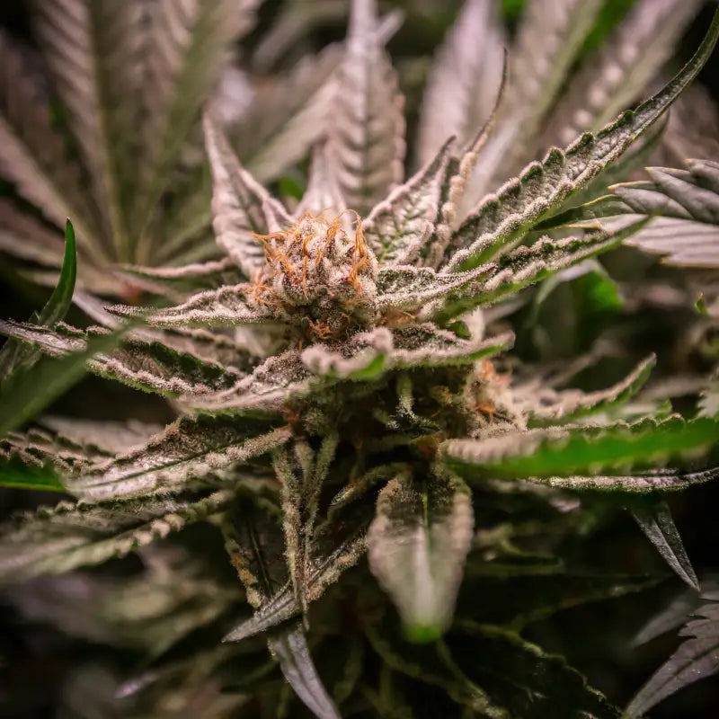 Sour vanilla candy© fem terpyz feminized cannabis seeds