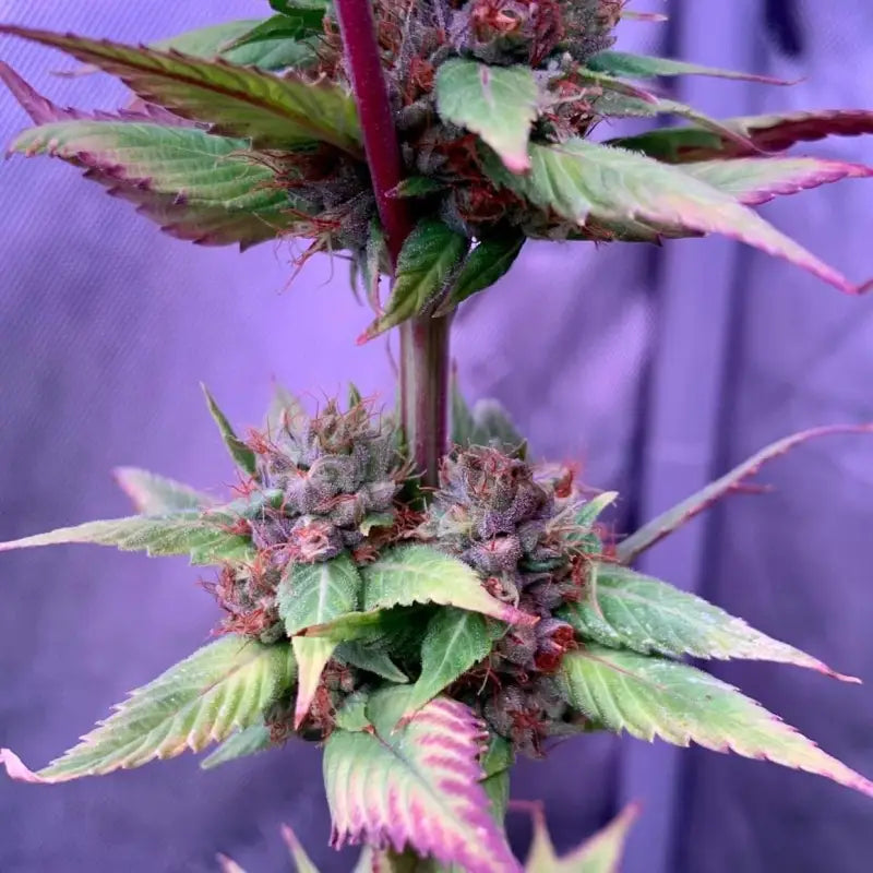 Spicy temptation gpp© mutant reg terpyz genetics cannabis