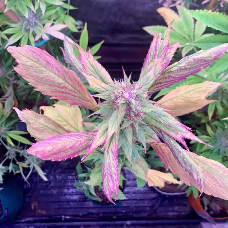 Spicy temptation gpp© mutant reg terpyz genetics cannabis