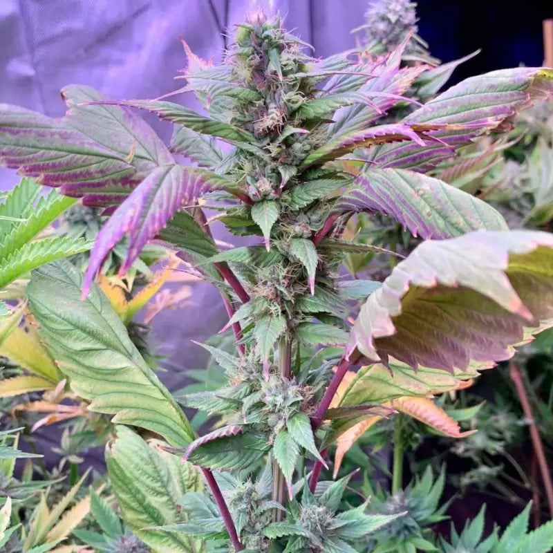 Spicy temptation gpp© mutant reg terpyz genetics cannabis