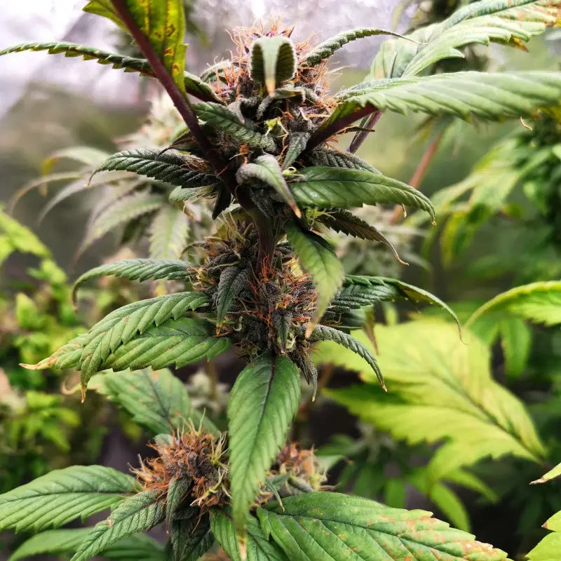 Spicy temptation gpp© mutant reg terpyz genetics cannabis