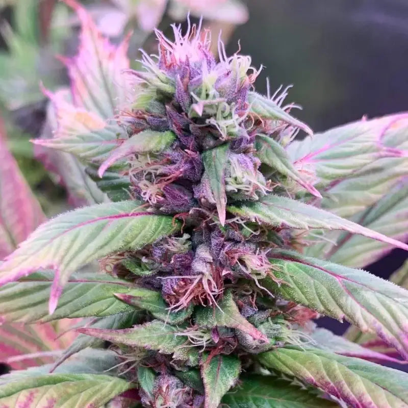 Spicy temptation gpp© mutant reg terpyz genetics cannabis
