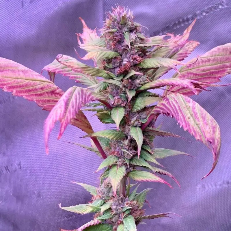 Spicy temptation gpp© mutant reg terpyz genetics cannabis