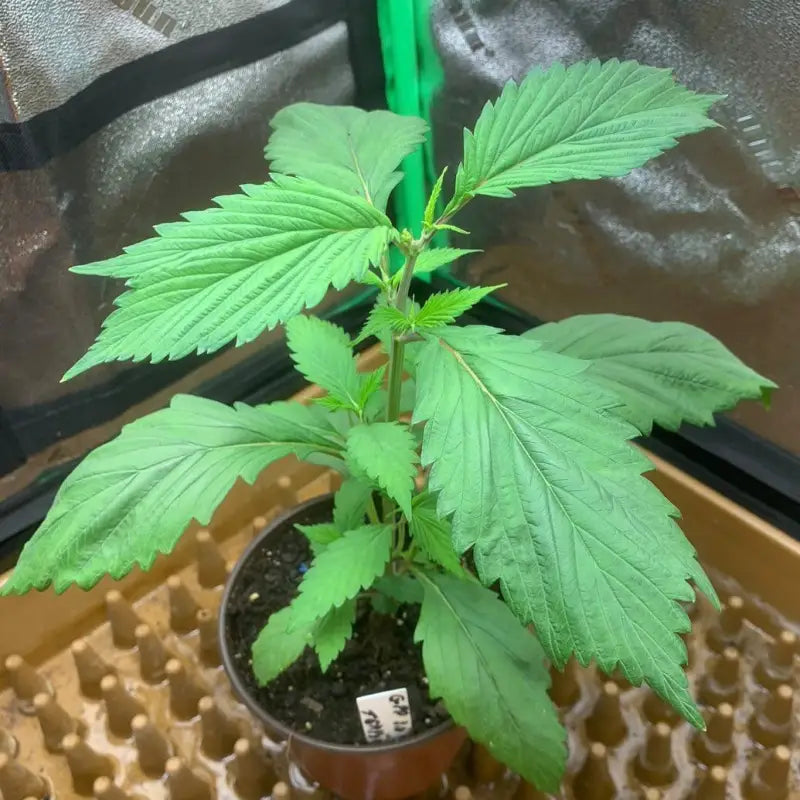 Spicy temptation gpp© mutant reg terpyz genetics cannabis