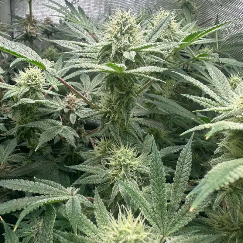 Super menthol haze© fem terpyz feminized cannabis seeds