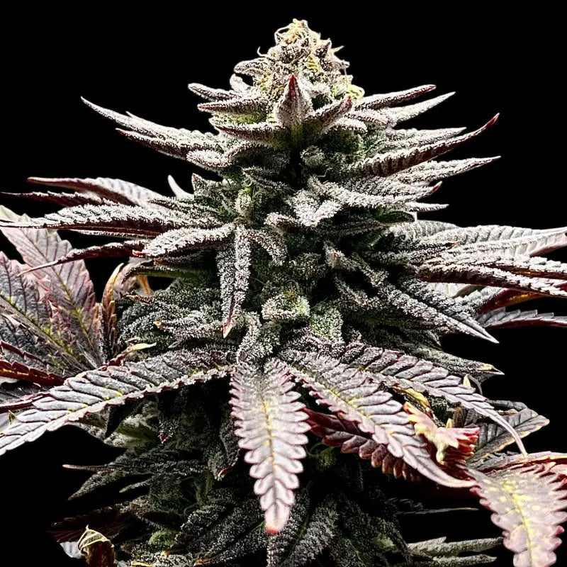 Super menthol haze© fem terpyz feminized cannabis seeds