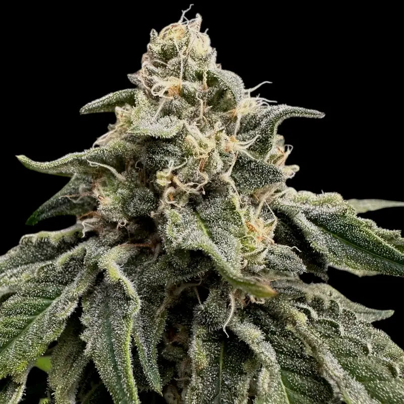 Super menthol haze© fem terpyz feminized cannabis seeds