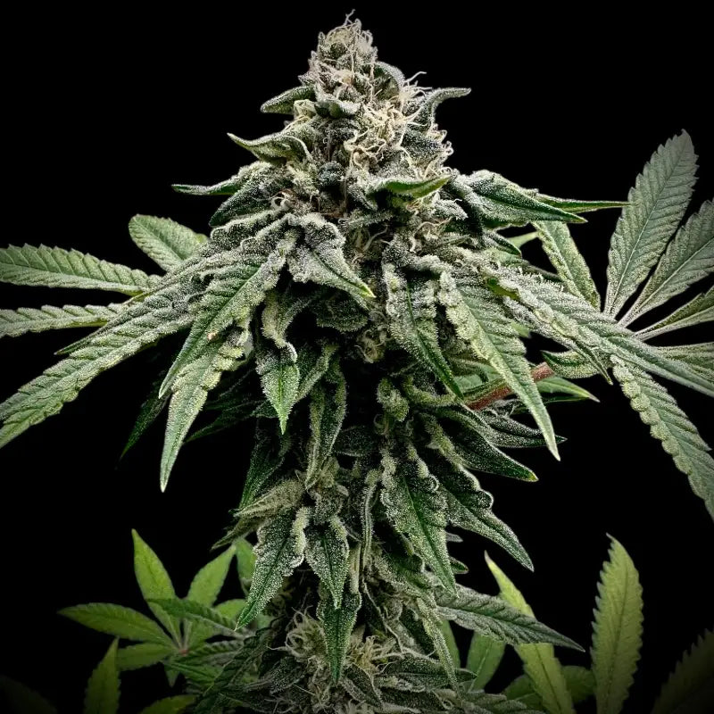 Super menthol haze© fem terpyz feminized cannabis seeds