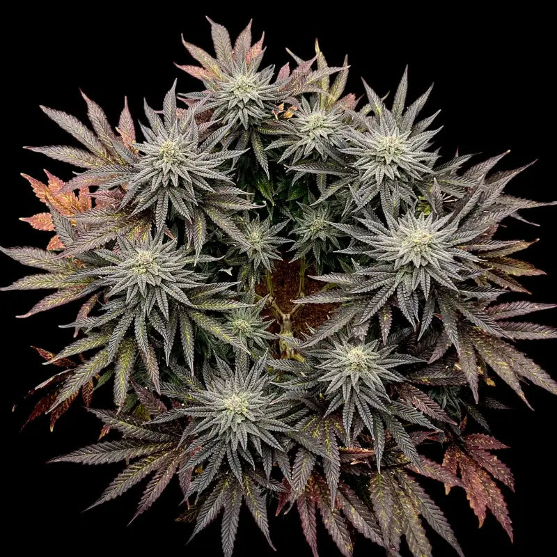 Super menthol haze© fem terpyz mutant genetics regular