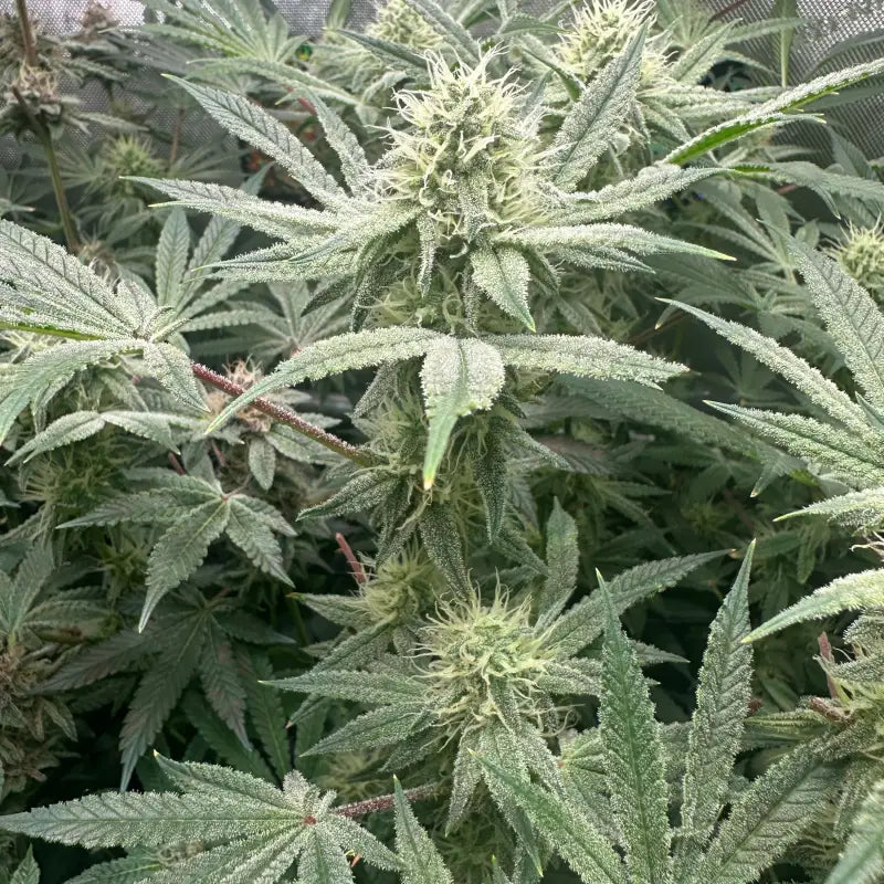 Super menthol haze© fem terpyz feminized cannabis seeds