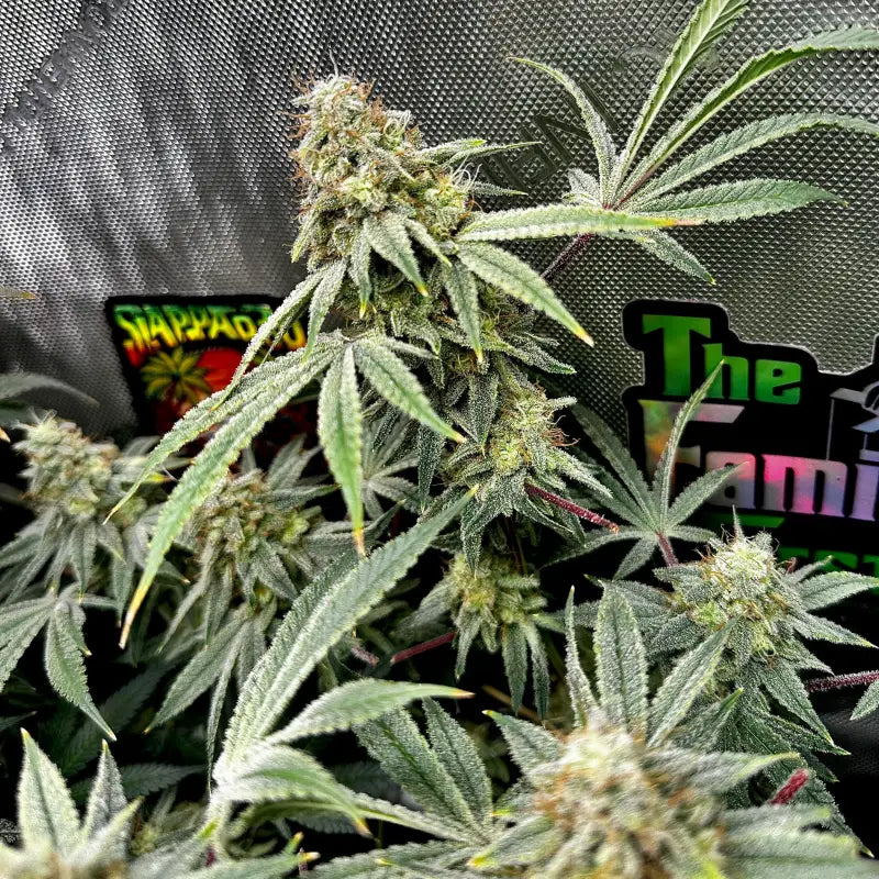 Super menthol haze© fem terpyz feminized cannabis seeds