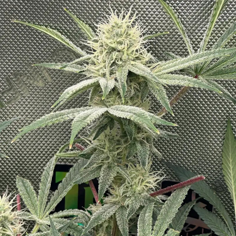 Super menthol haze© fem terpyz feminized cannabis seeds