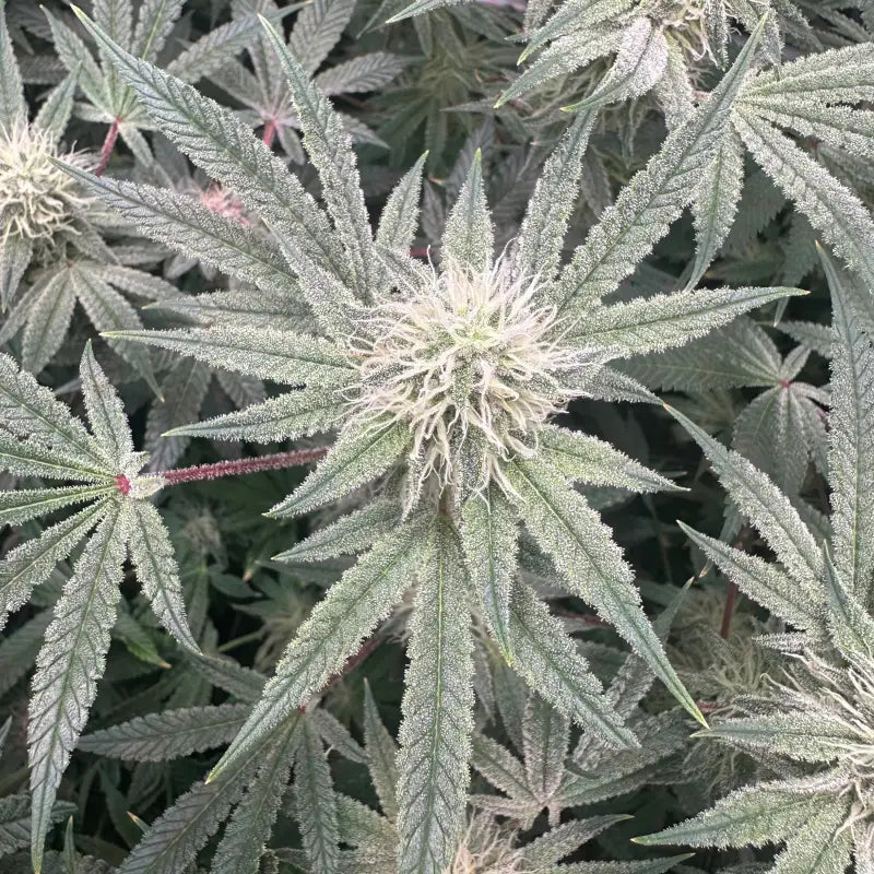 Super menthol haze© fem terpyz feminized cannabis seeds