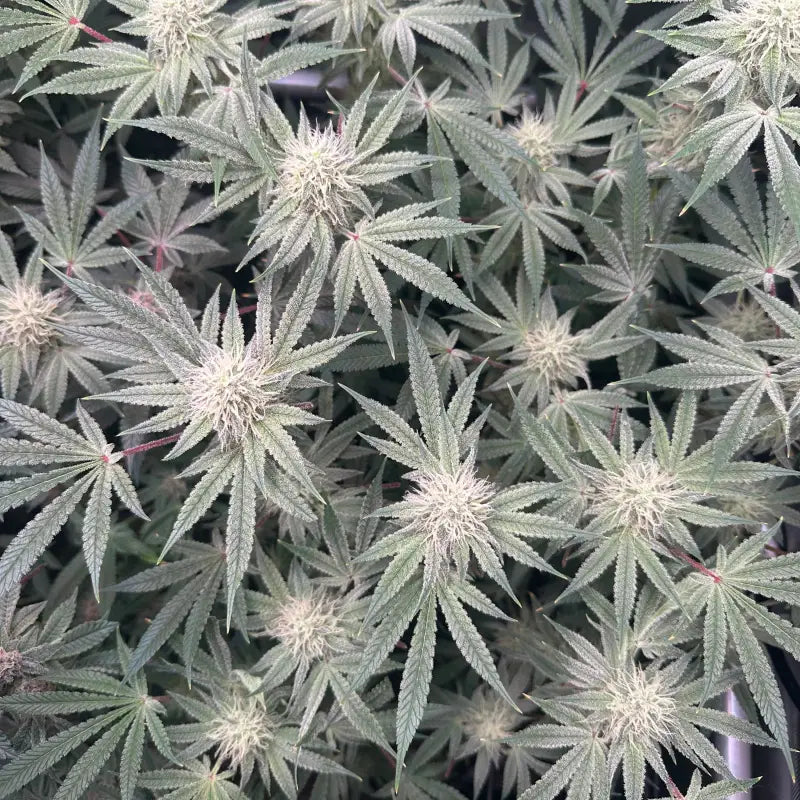 Super menthol haze© fem terpyz feminized cannabis seeds