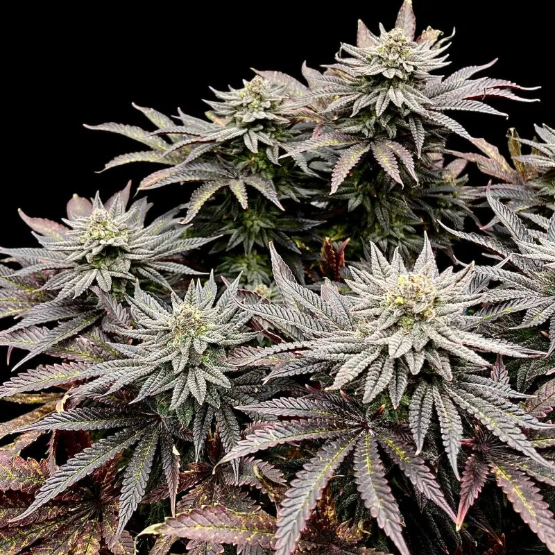 Super menthol haze© fem terpyz feminized cannabis seeds
