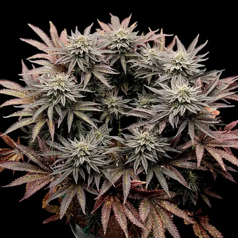 Super menthol haze© fem terpyz mutant genetics regular