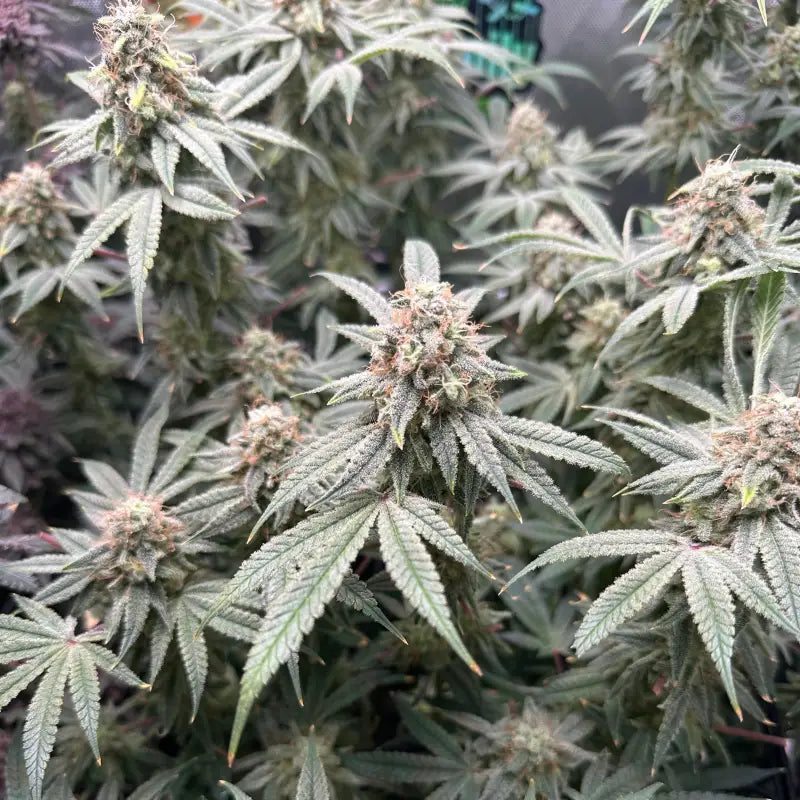 Super menthol haze© fem terpyz feminized cannabis seeds