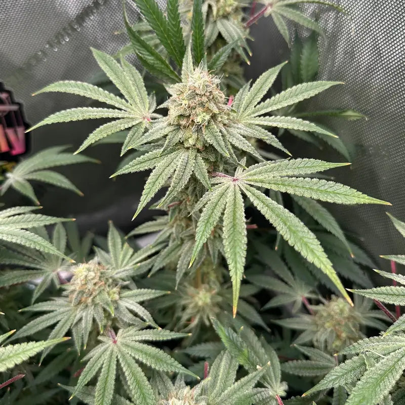 Super menthol haze© fem terpyz feminized cannabis seeds