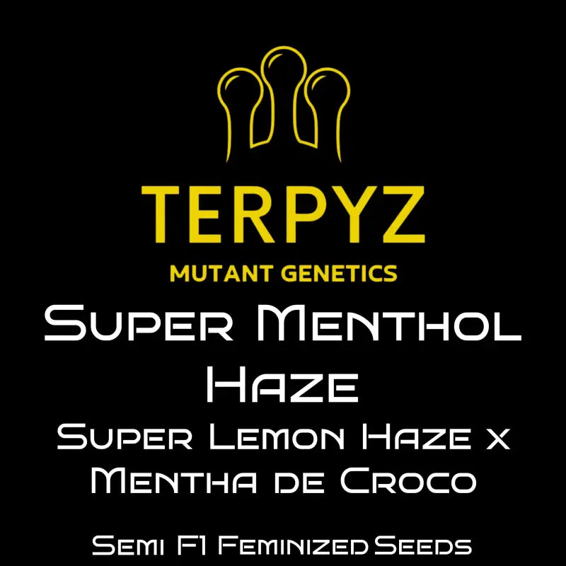Super menthol haze© fem terpyz feminized cannabis seeds