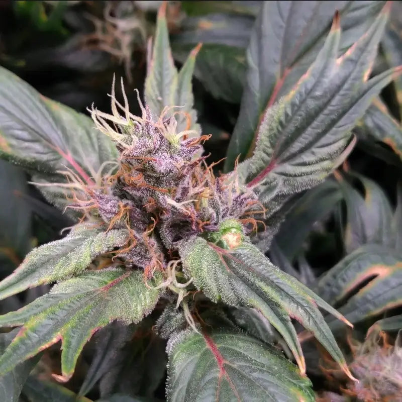 Tannin trail swag© mutant reg terpyz genetics cannabis