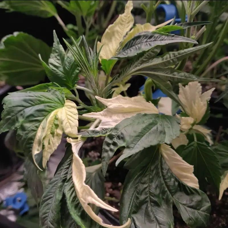 Tannin trail swag© mutant reg terpyz genetics cannabis