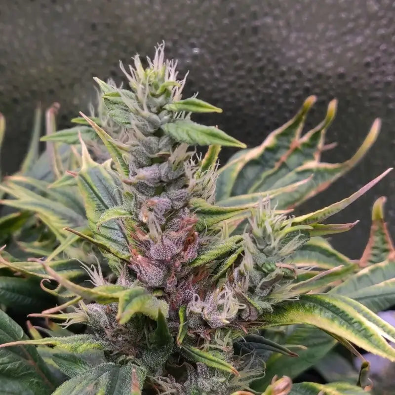 Tannin trail swag© mutant reg terpyz genetics cannabis