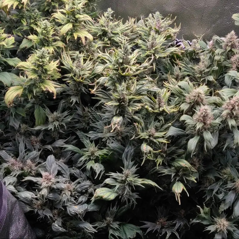 Tannin trail swag© mutant reg terpyz genetics cannabis