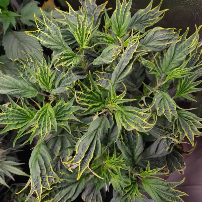 Tannin trail swag© mutant reg terpyz genetics cannabis