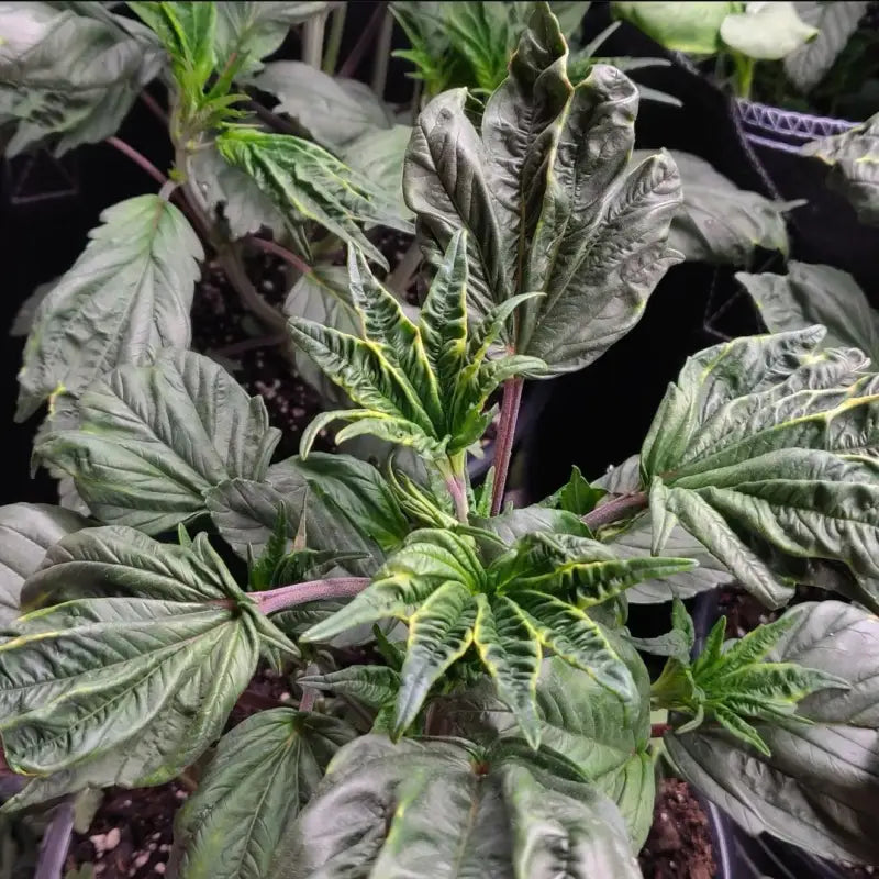 Tannin trail swag© mutant reg terpyz genetics cannabis