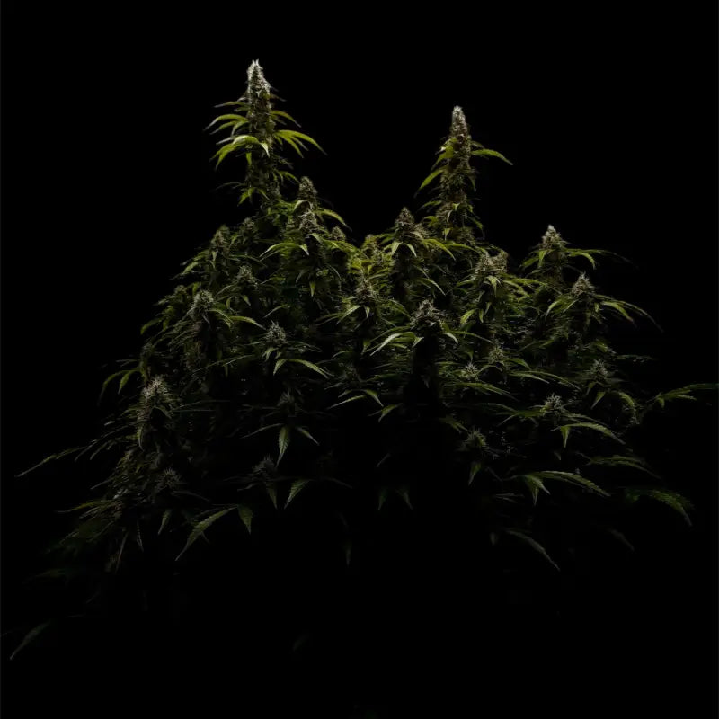 Terpyz punch auto© fem feminized cannabis seeds classic