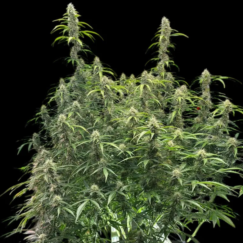 Terpyz punch auto© fem feminized cannabis seeds classic