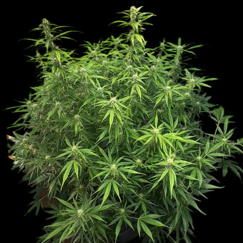 Terpyz punch auto© fem feminized cannabis seeds classic