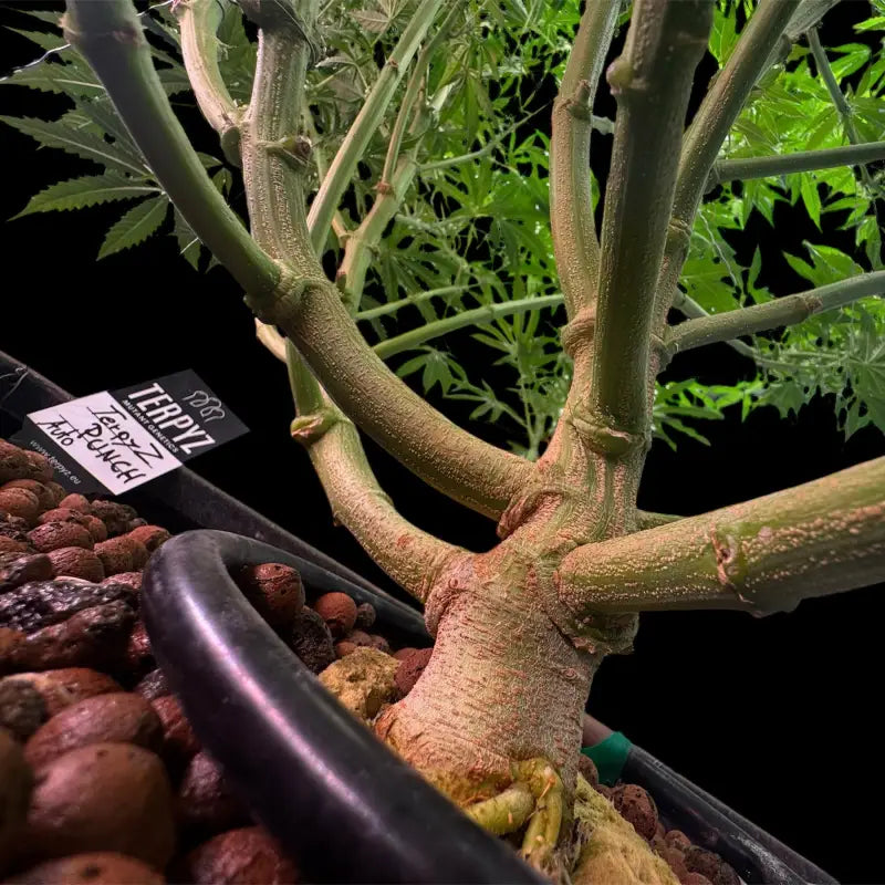 Terpyz punch auto© fem feminized cannabis seeds classic