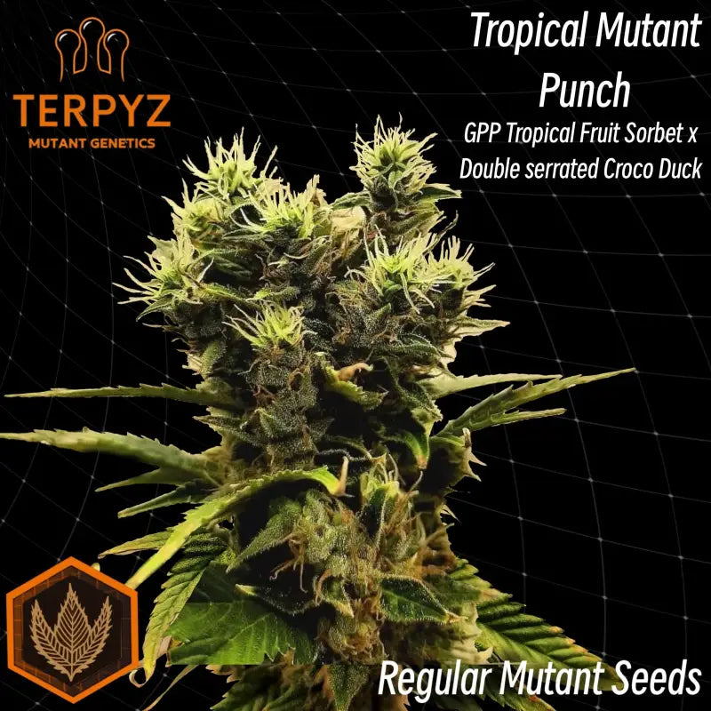 Tropical mutant punch© duck reg terpyz genetics cannabis