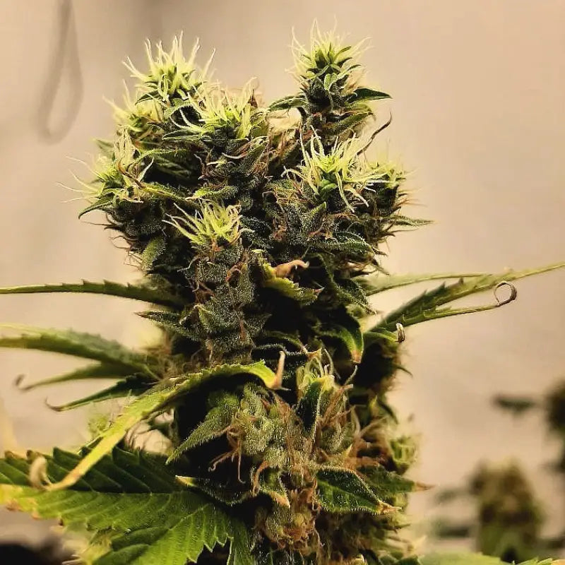 Tropical mutant punch© duck reg terpyz genetics cannabis