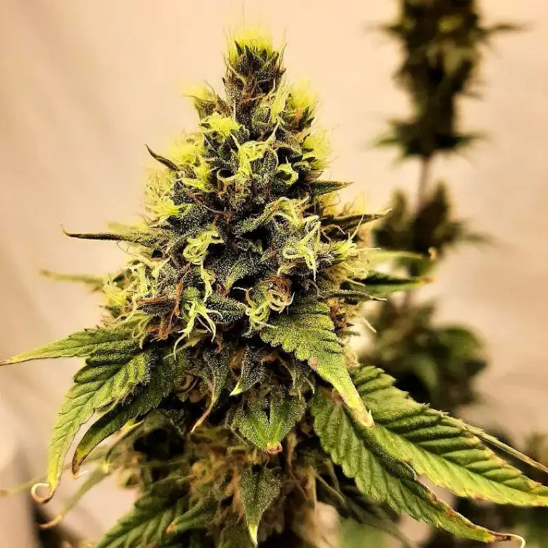 Tropical mutant punch© duck reg terpyz genetics cannabis