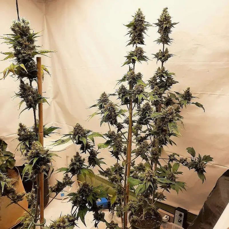 Tropical mutant punch© duck reg terpyz genetics cannabis