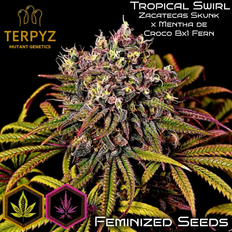Noise THC 激レア 7inch Tropical Swirl© Mutant Fem *Exclusive Free Seed*