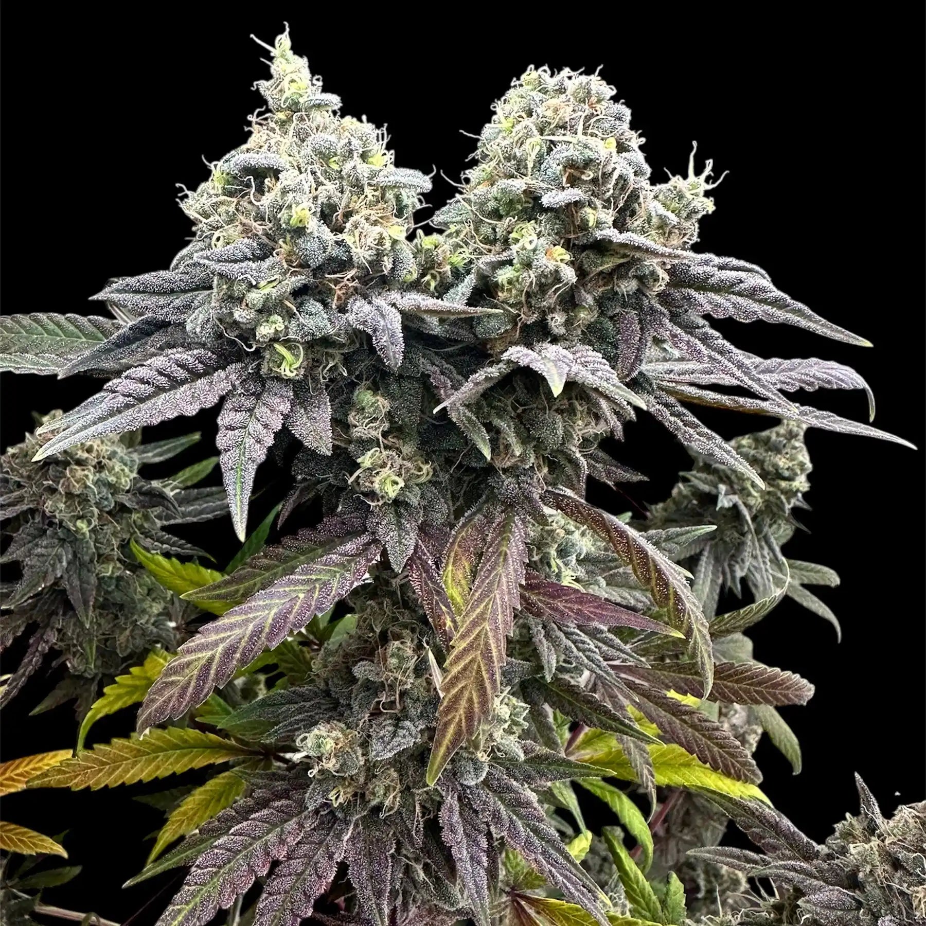 Two vibrant cannabis plants with abundant, frosty buds and purple-tinged leaves.