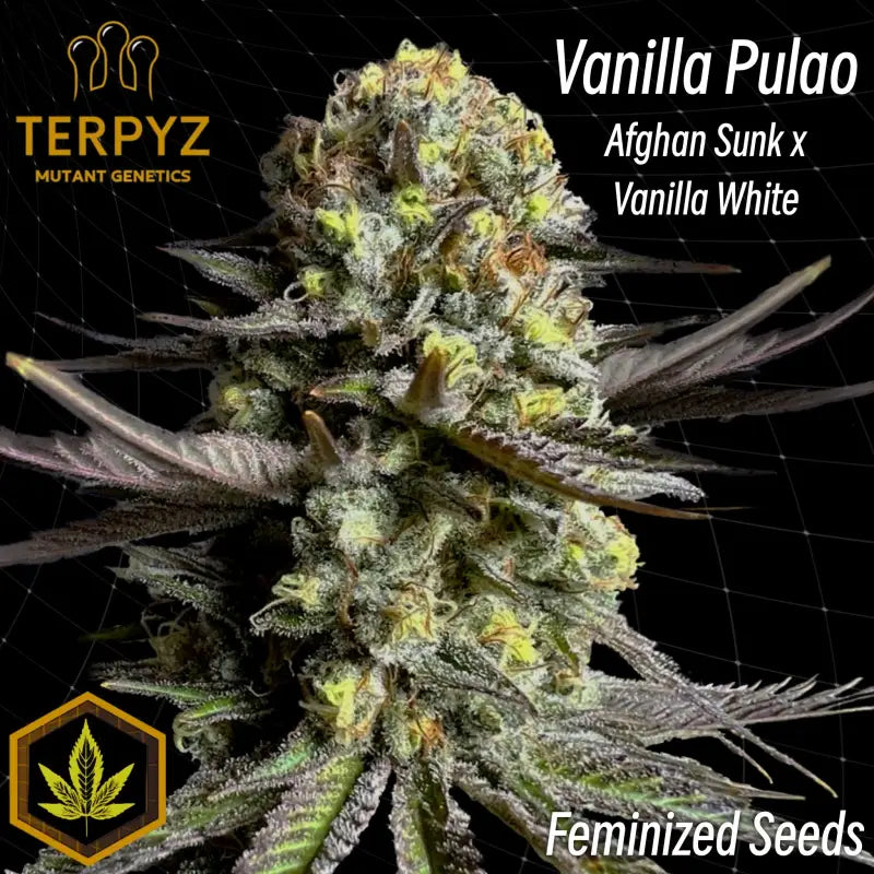 Vanilla Pulao© Feminized Seeds | TerpyZ Mutant GeneticsDescription