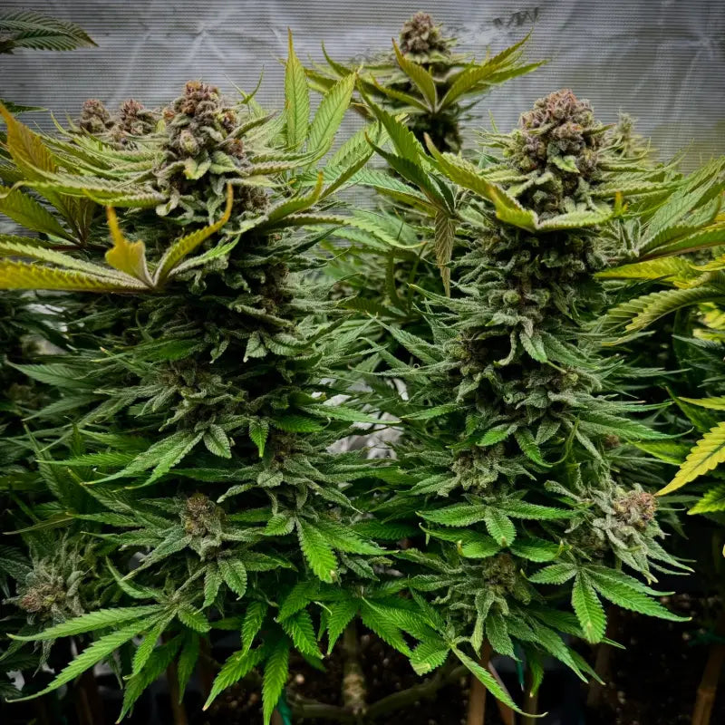 Vanilla pulao© fem terpyz feminized cannabis seeds classic