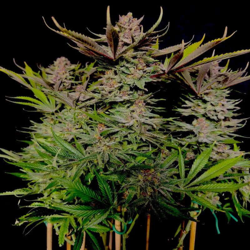 Vanilla pulao© fem terpyz feminized cannabis seeds classic