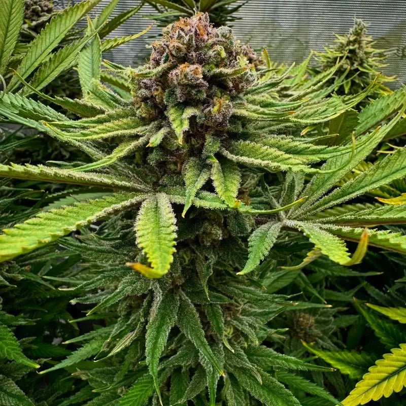 Vanilla pulao© fem terpyz feminized cannabis seeds classic